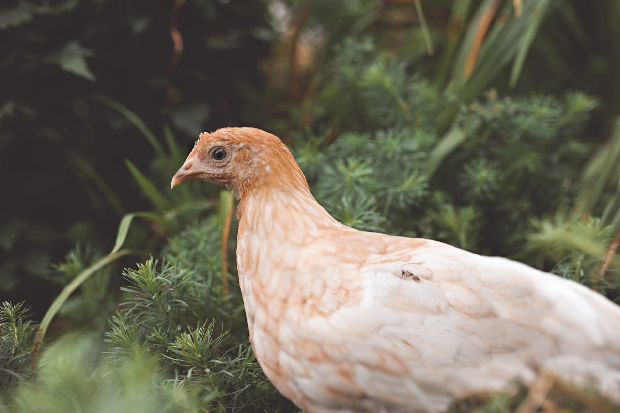 Gail Damerow Discusses How To Deworm Chickens Murray Mcmurray Hatchery Blog 