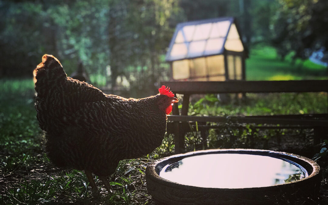 Coffee with the Chicken Ladies Breed Spotlight: Plymouth Rock