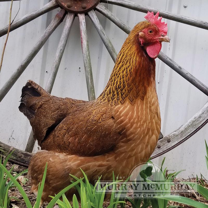 McMurray Hatchery Blog | Our Favorite Duck Breeds | Jumbo Pekin