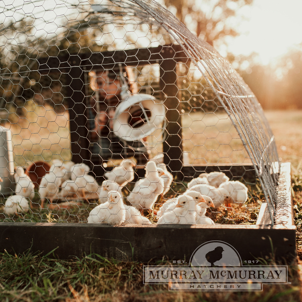 McMurray Hatchery | Raising Cornish Cross with Anna Christian | Processing