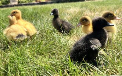 Raising Backyard Ducklings