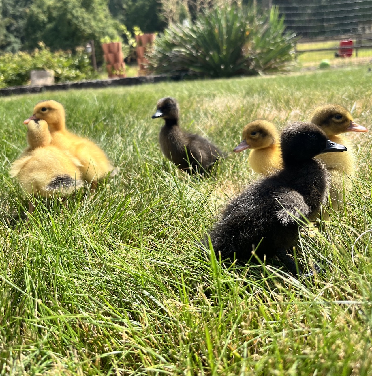 HOMEGROWN 101: Raising Ducks – Farm Aid