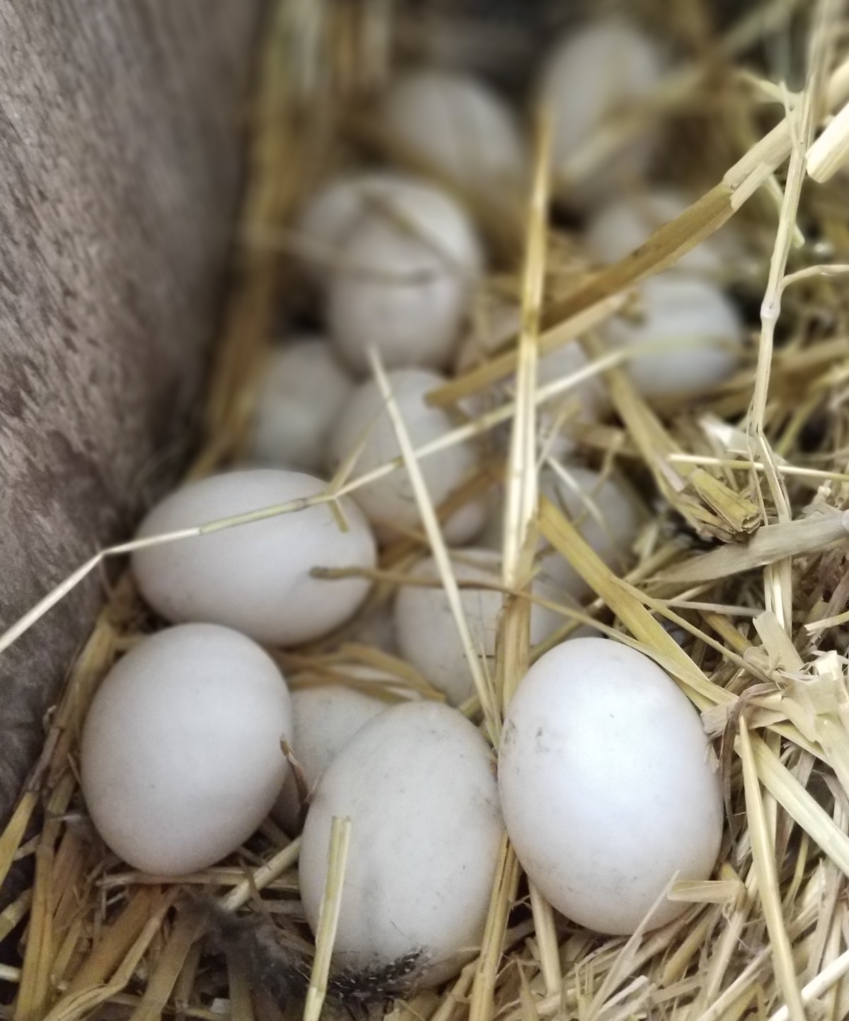 MCMURRAY HATCHERY | PREDATOR PROOFING | HARDWARE CLOTH ON A CHICKEN COOP