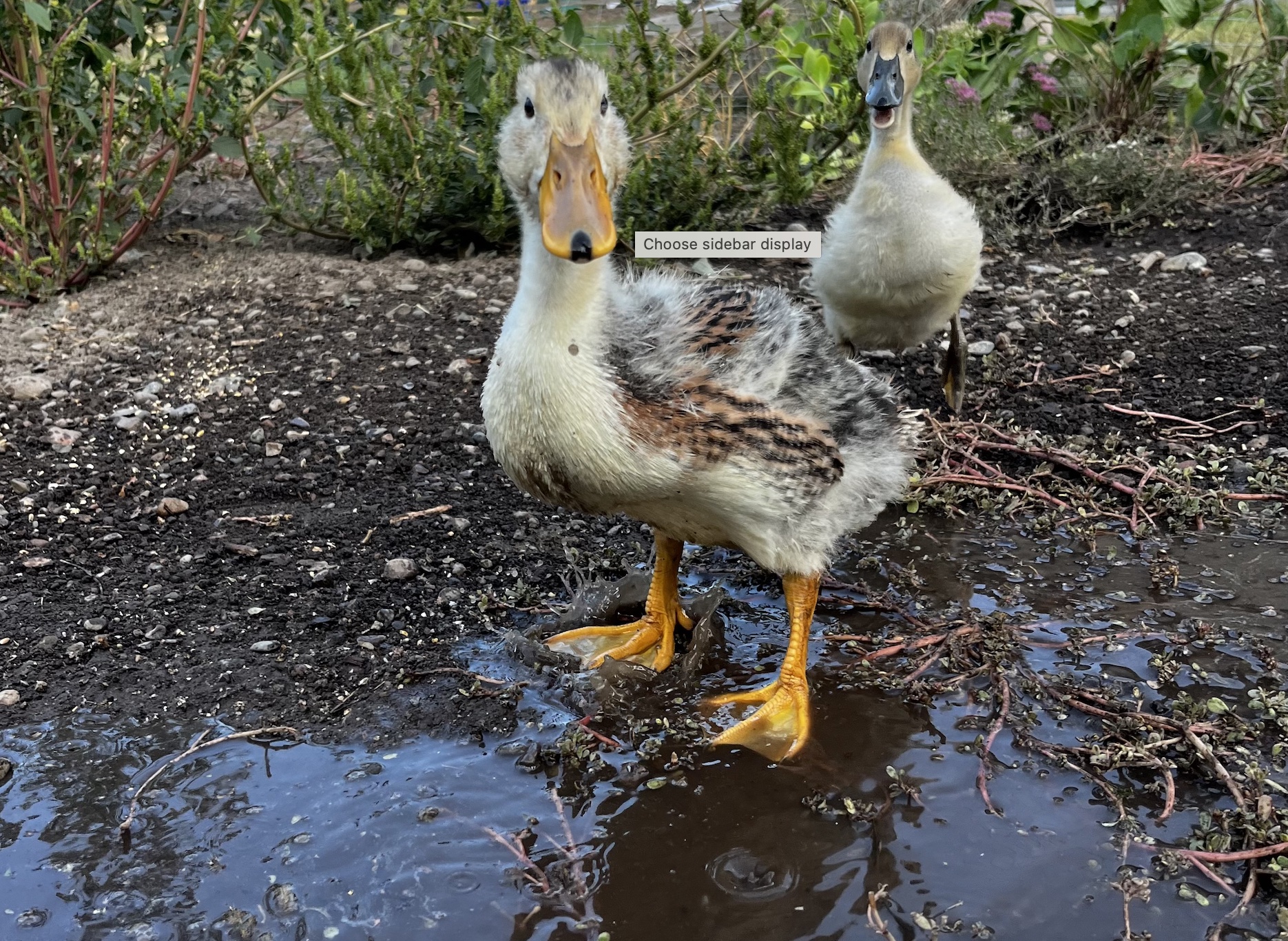 Raising Backyard Ducklings - Murray McMurray Hatchery Blog