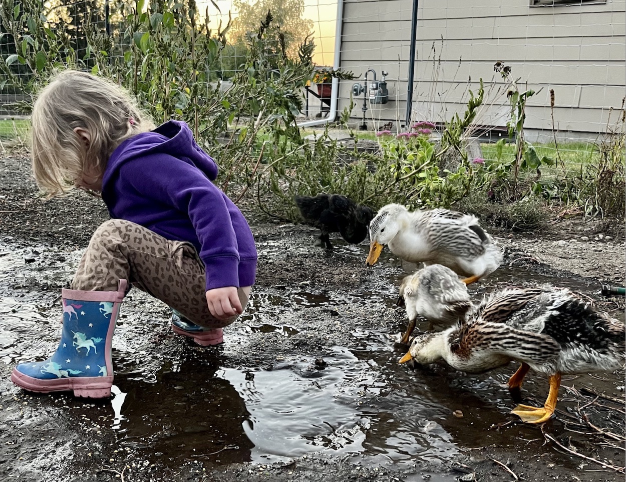 Raising Backyard Ducklings - Murray McMurray Hatchery Blog