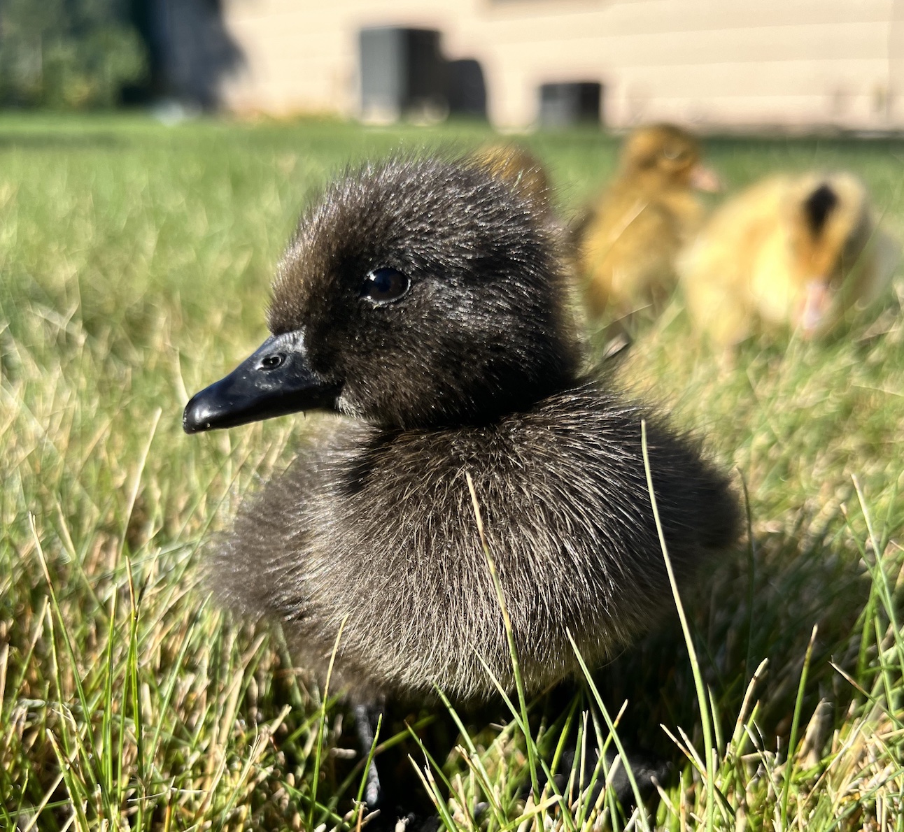 Raising Baby Ducks for Beginners - Katie Sue's Country Life