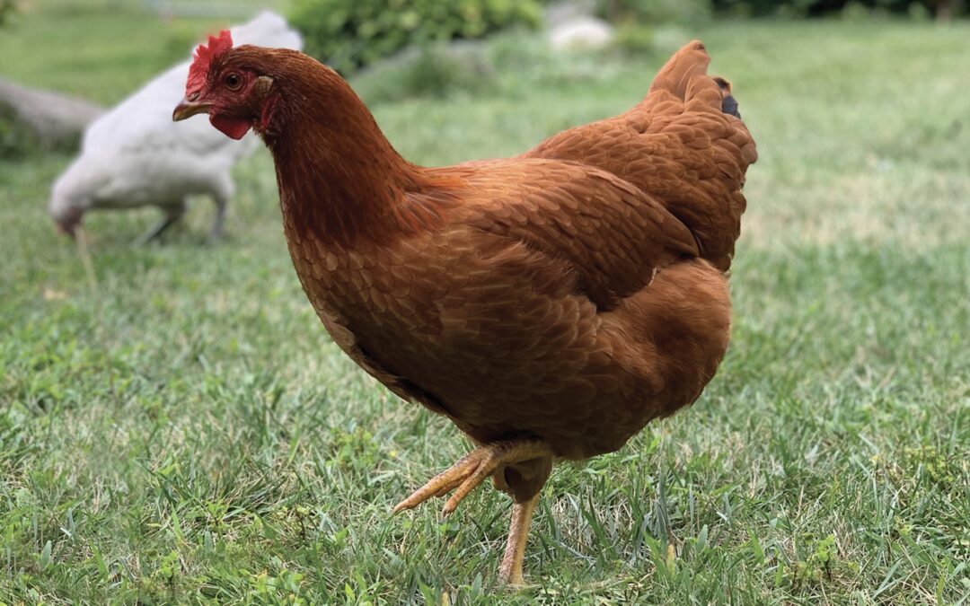 Gail Damerow Discusses Her Top Three Favorite Chicken Breeds