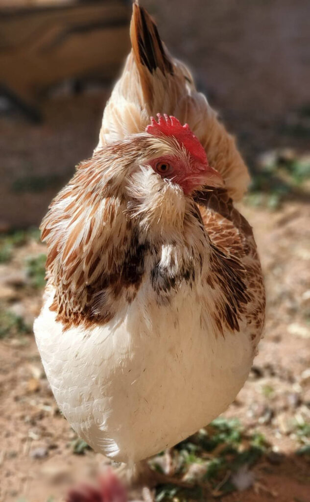 Coffee with the Chicken Ladies Breed Spotlight Salmon Faverolles