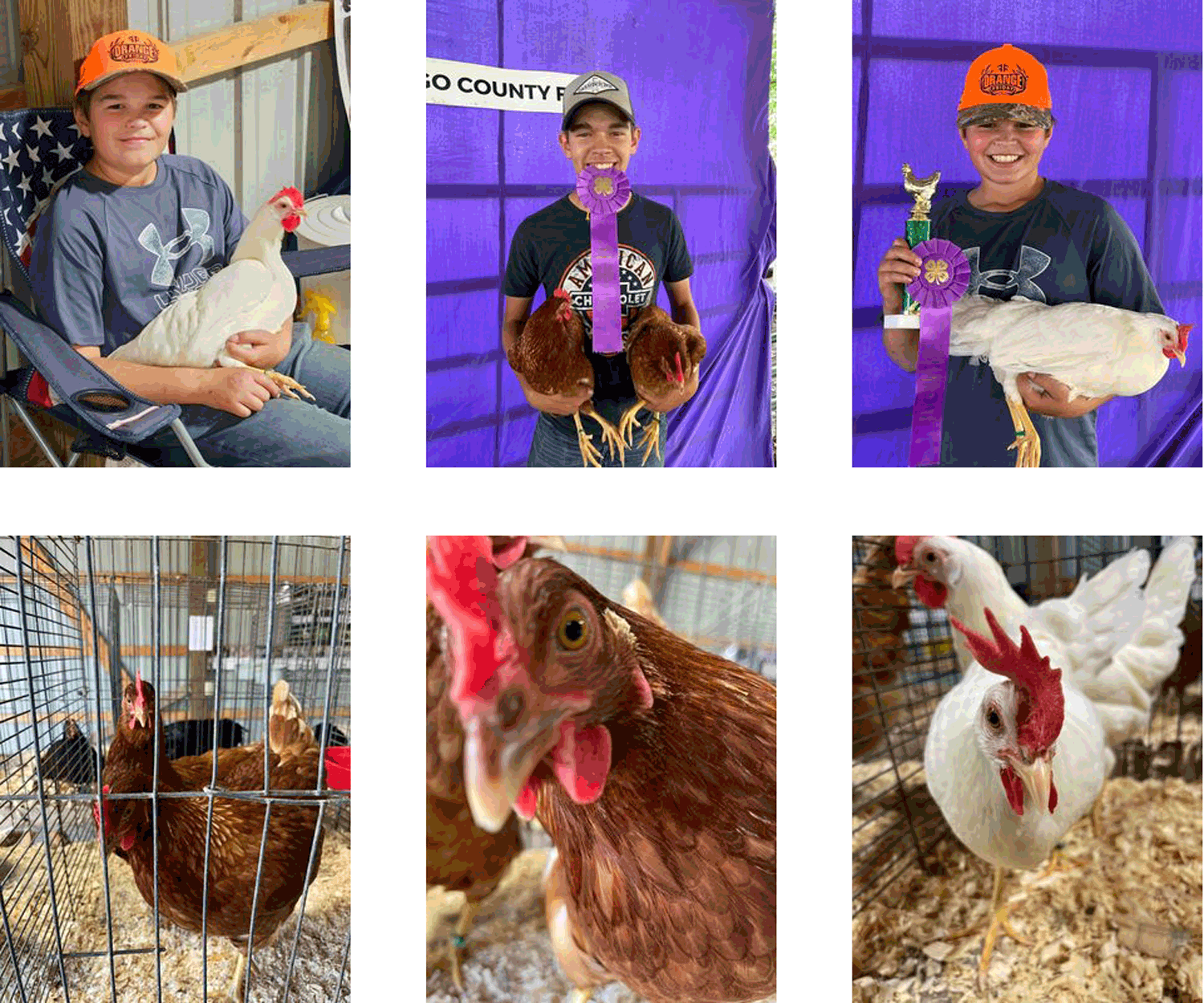 McMurray Hatchery | 4-H Winners | Klanderud Brothers, Minnesota | Champion Egg Production Pen