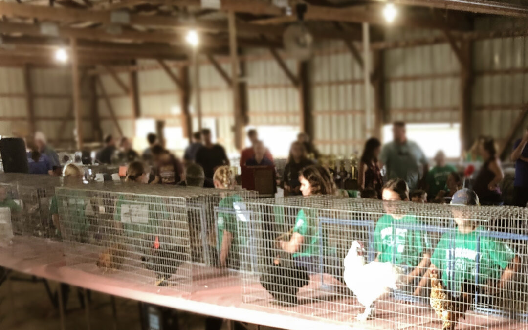 4-H and Fair Champions Flock to McMurray Hatchery