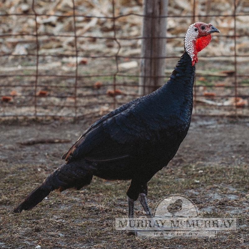 McMurray Hatchery | Black Spanish Turkey