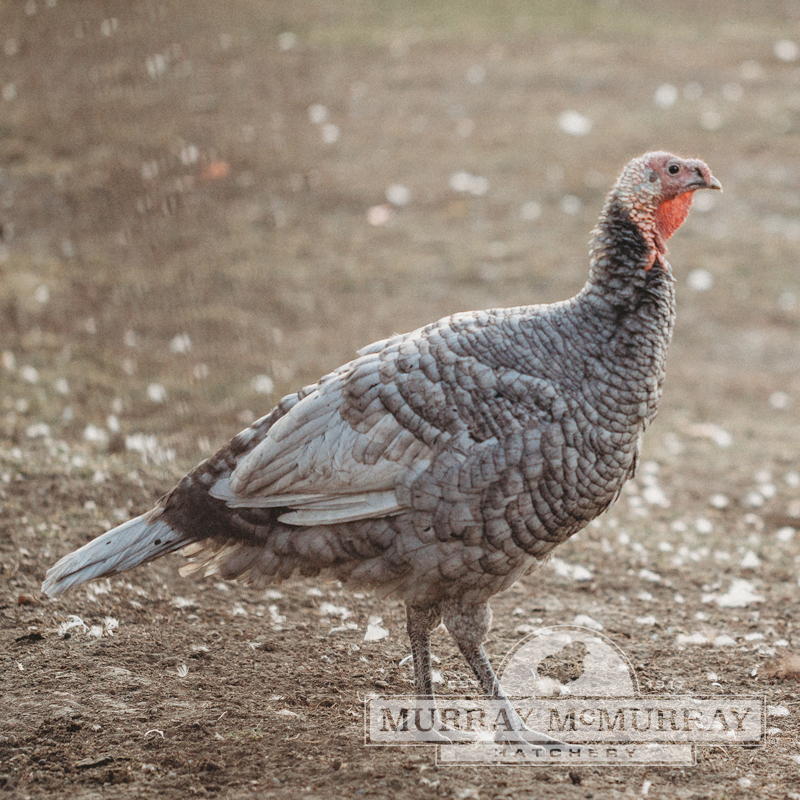 McMurray Hatchery | Blue Slate Turkey