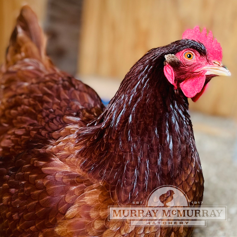 McMurray Hatchery | Rhode Island Red Hen