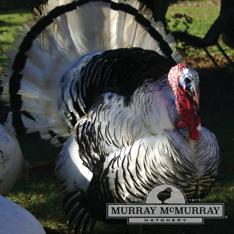 McMurray Hatchery | Royal Palm Turkey