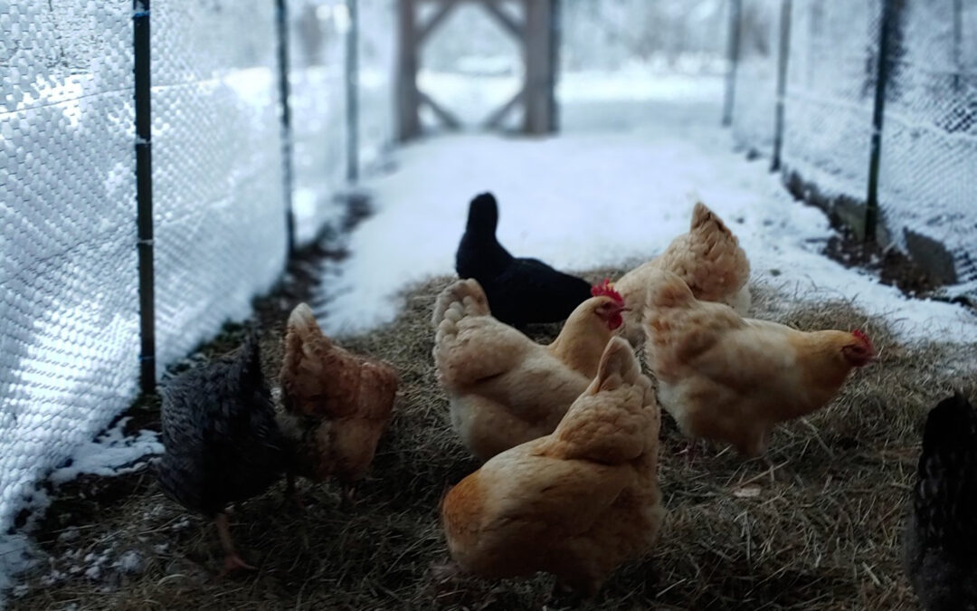 Gail Damerow Discusses Winter Health Considerations for Chickens