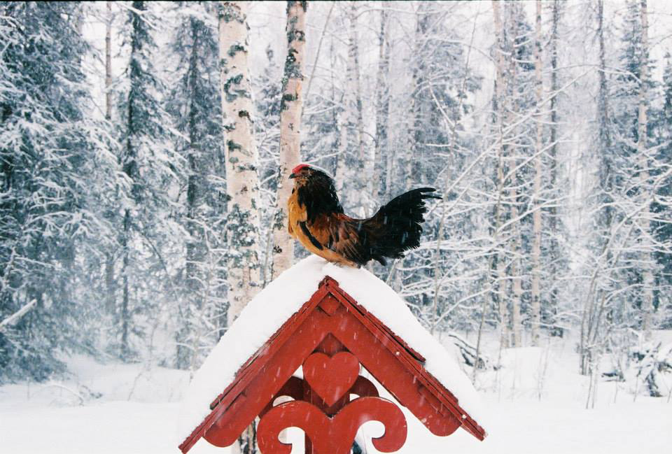 McMurray Hatchery Blog | Gail Damerow | Winter considerations for Chickens