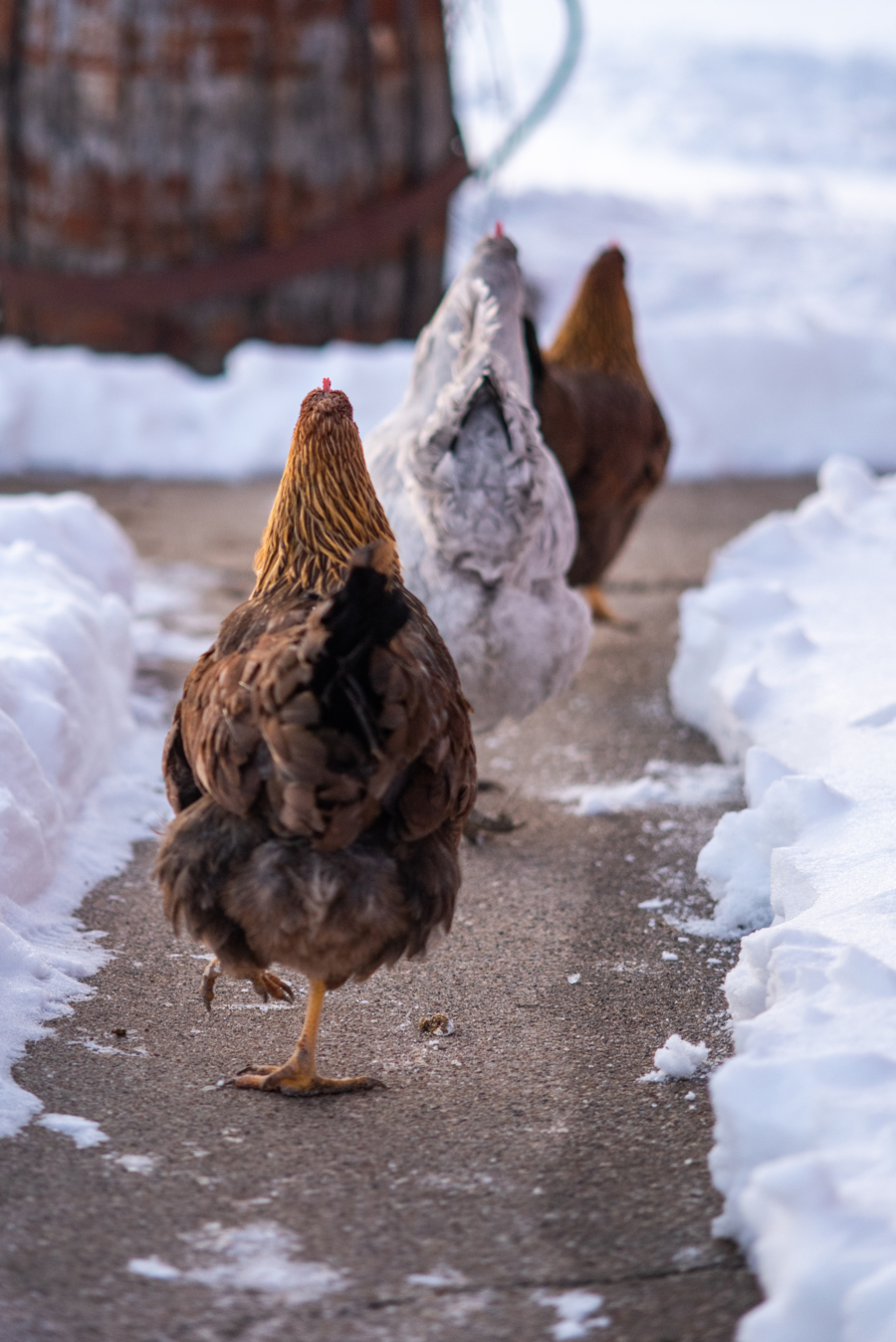 McMurray Hatchery Blog | Gail Damerow | Winter Considerations for Chickens