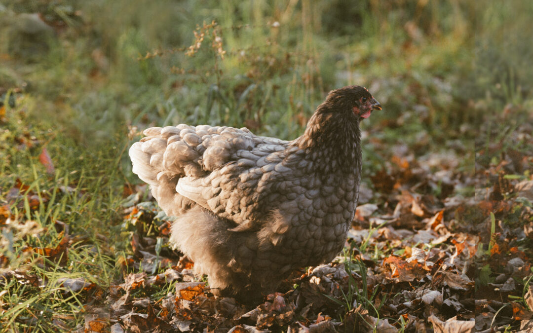 Coffee with the Chicken Ladies Breed Spotlight: Cochins