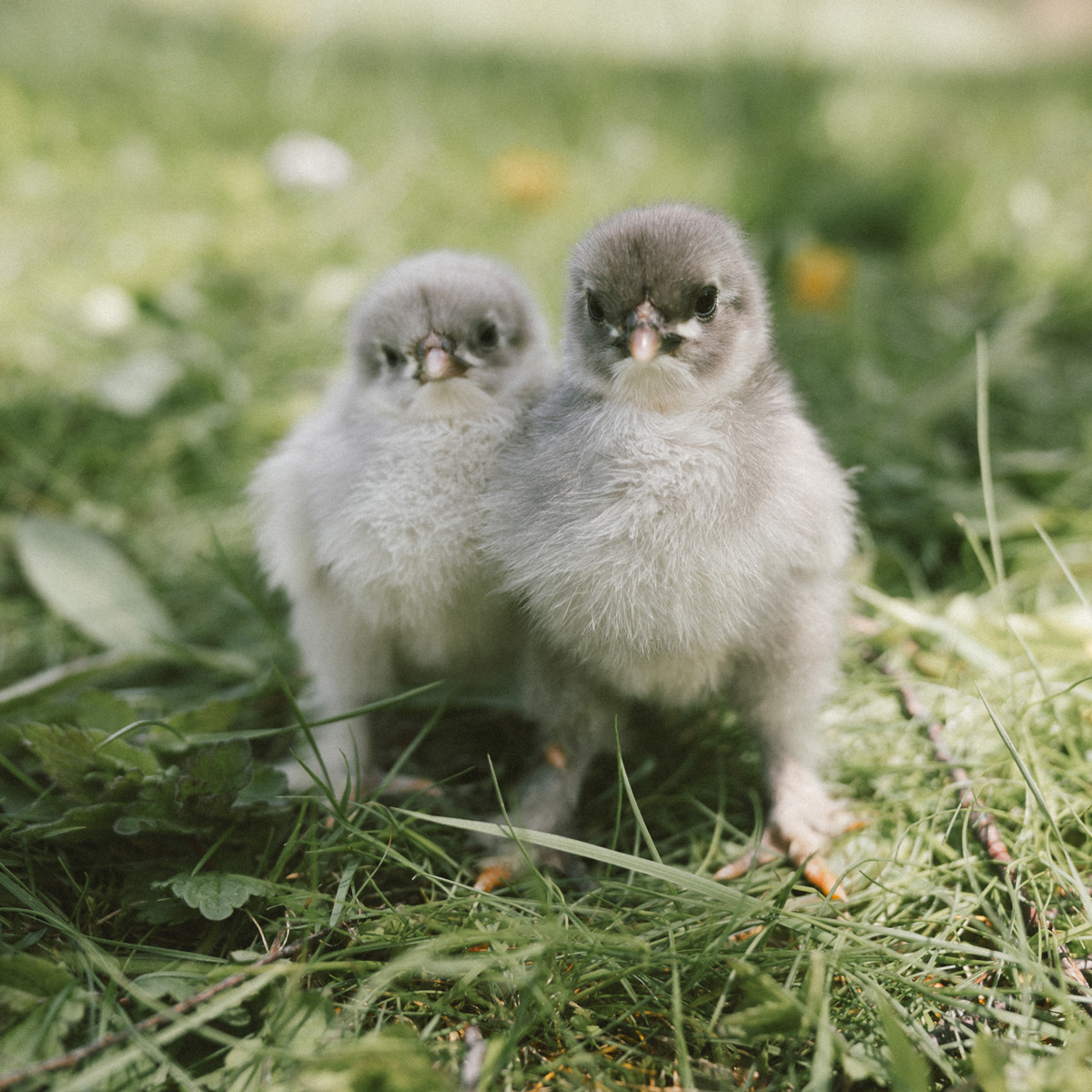 McMurray Hatchery | Blog | Heritage Chickens | Blue Cochin Baby Chicks