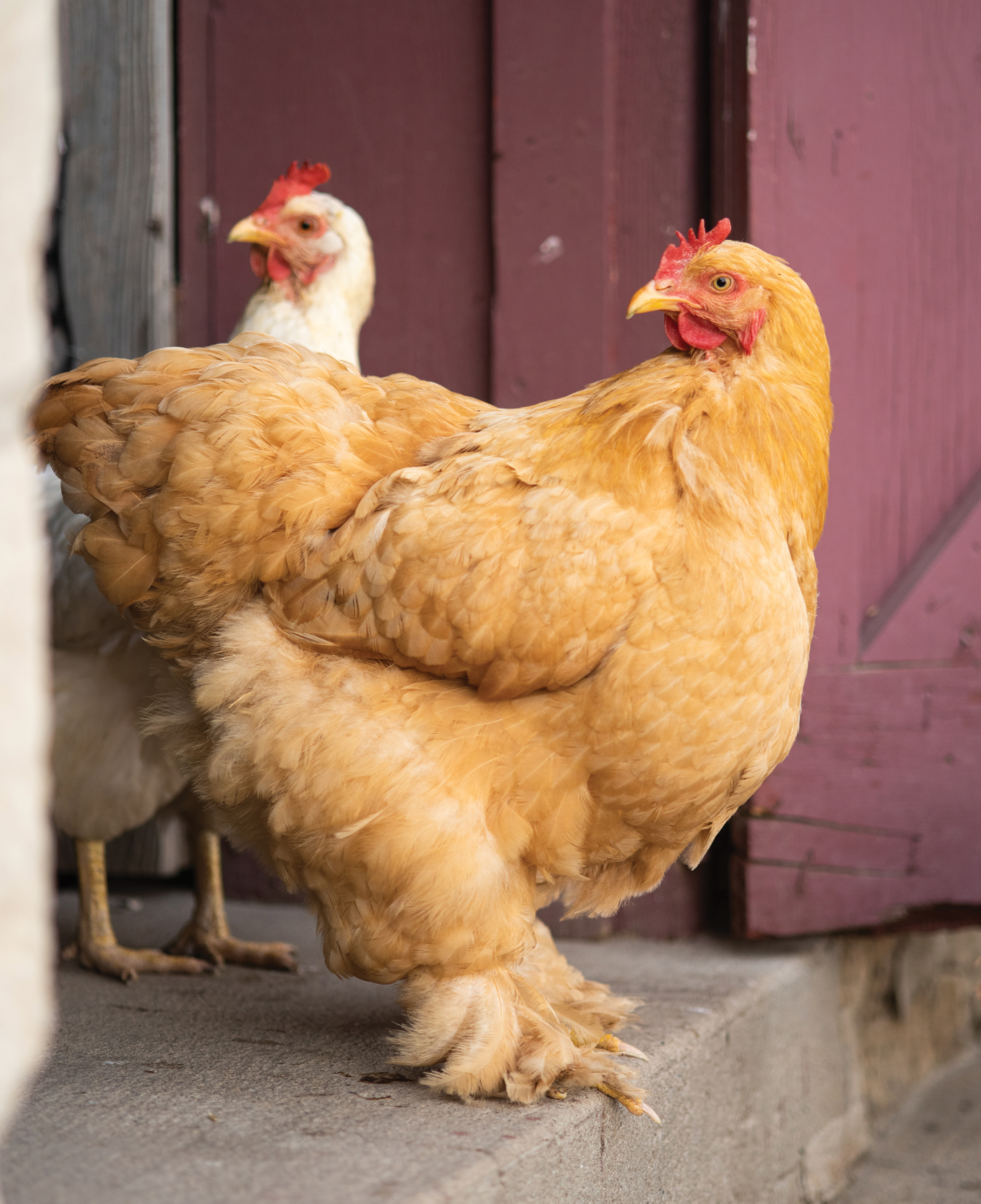 McMurray Hatchery | Blog | Heritage Chickens | Buff Cochins