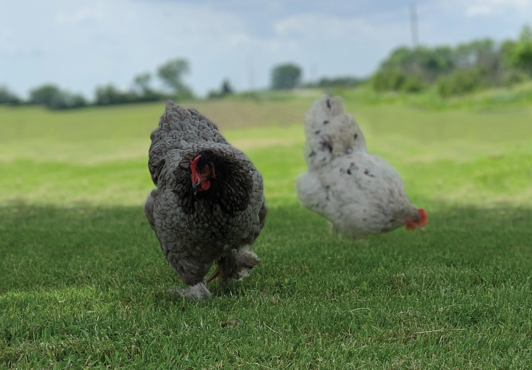 McMurray Hatchery | Blue and Splash Heritage Cochin Chickens