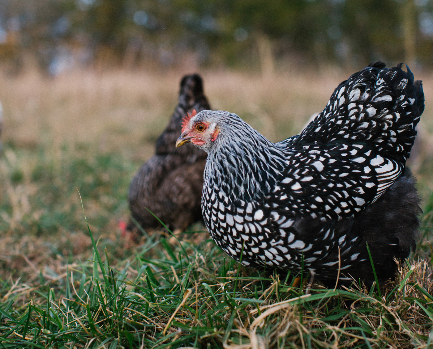 McMurray Hatchery | Blog | Heritage Chickens | Silver Laced Cochins