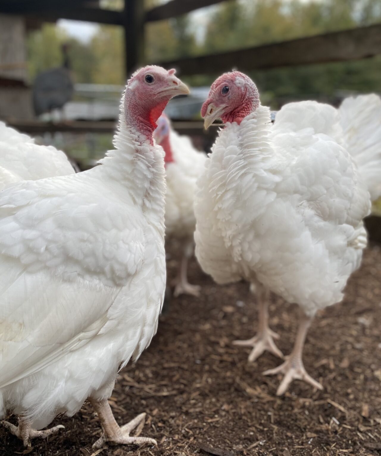 Breed Spotlight: Murray's Midget White Turkey - Murray McMurray ...