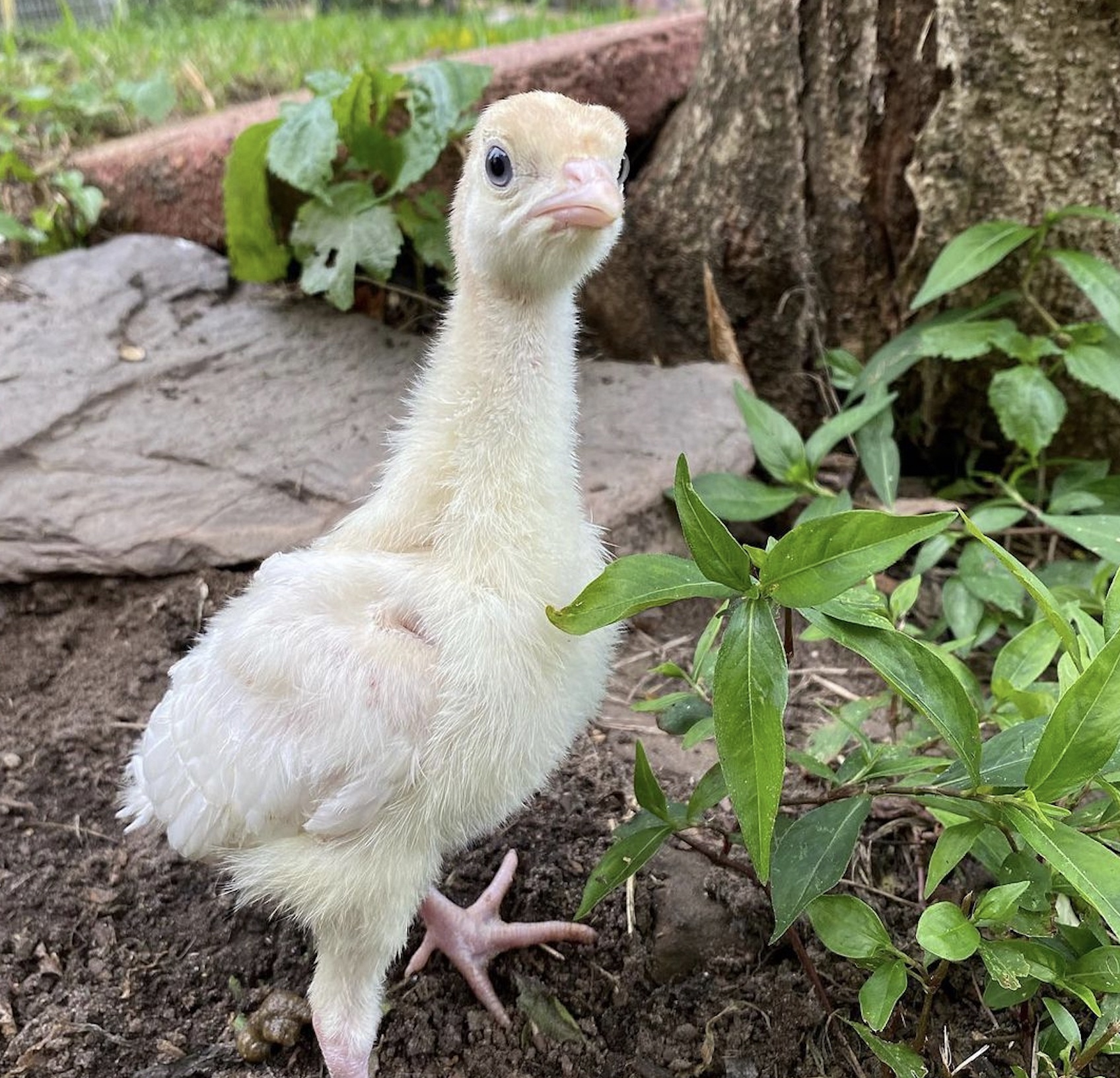 McMurray Hatchery Blog | Naturally Brooding Turkey Poults