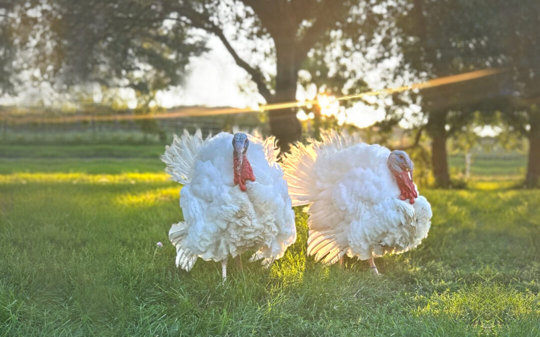 Breed Spotlight: Murray’s Midget White Turkey