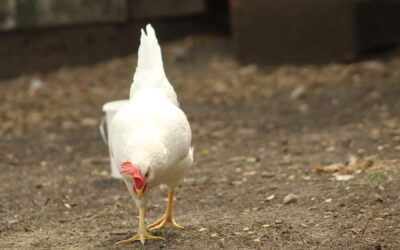 Poultry Red Mites