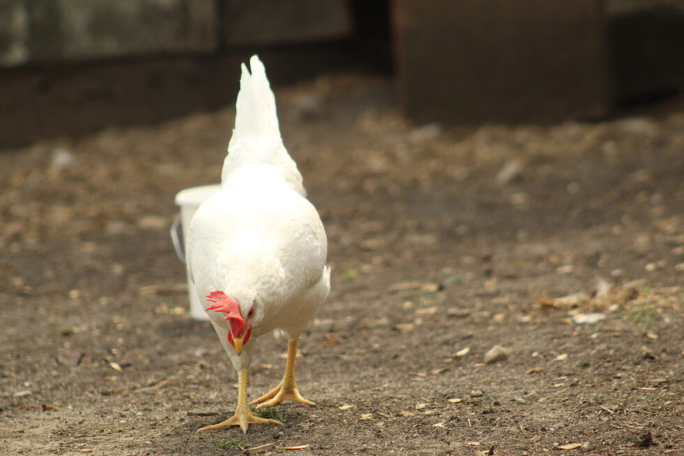 Red Mites in Poultry | Dr. Brigid McCrea | McMurray Hatchery Blog