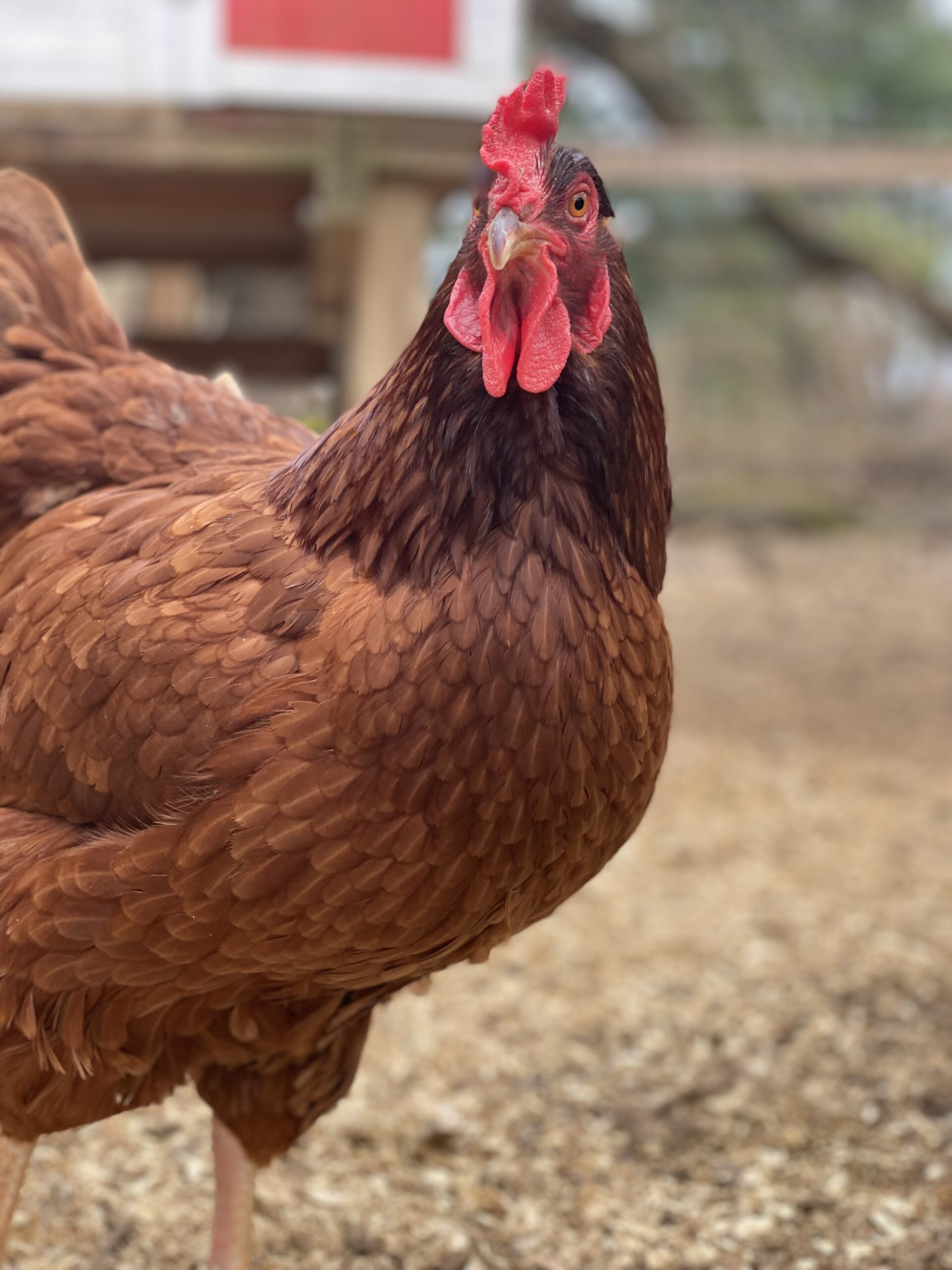 McMurray Hatchery | Blog | Heritage Chickens | Silver Laced Cochins