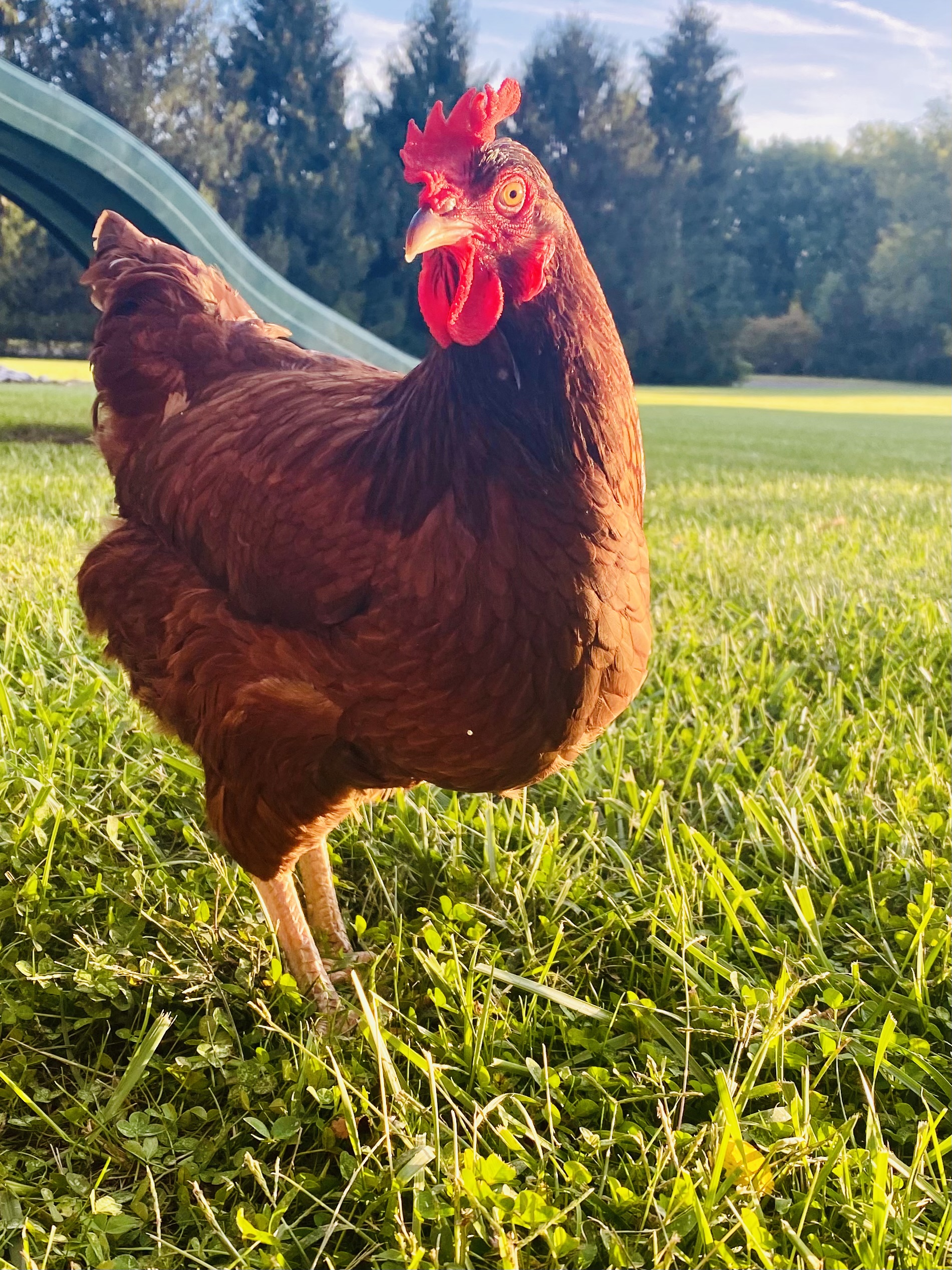 McMurray Hatchery | Blue and Splash Heritage Cochin Chickens