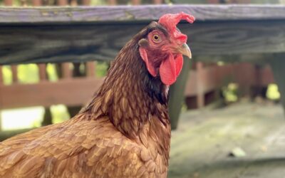 Coffee With the Chicken Ladies Breed Spotlight: Rhode Island Reds