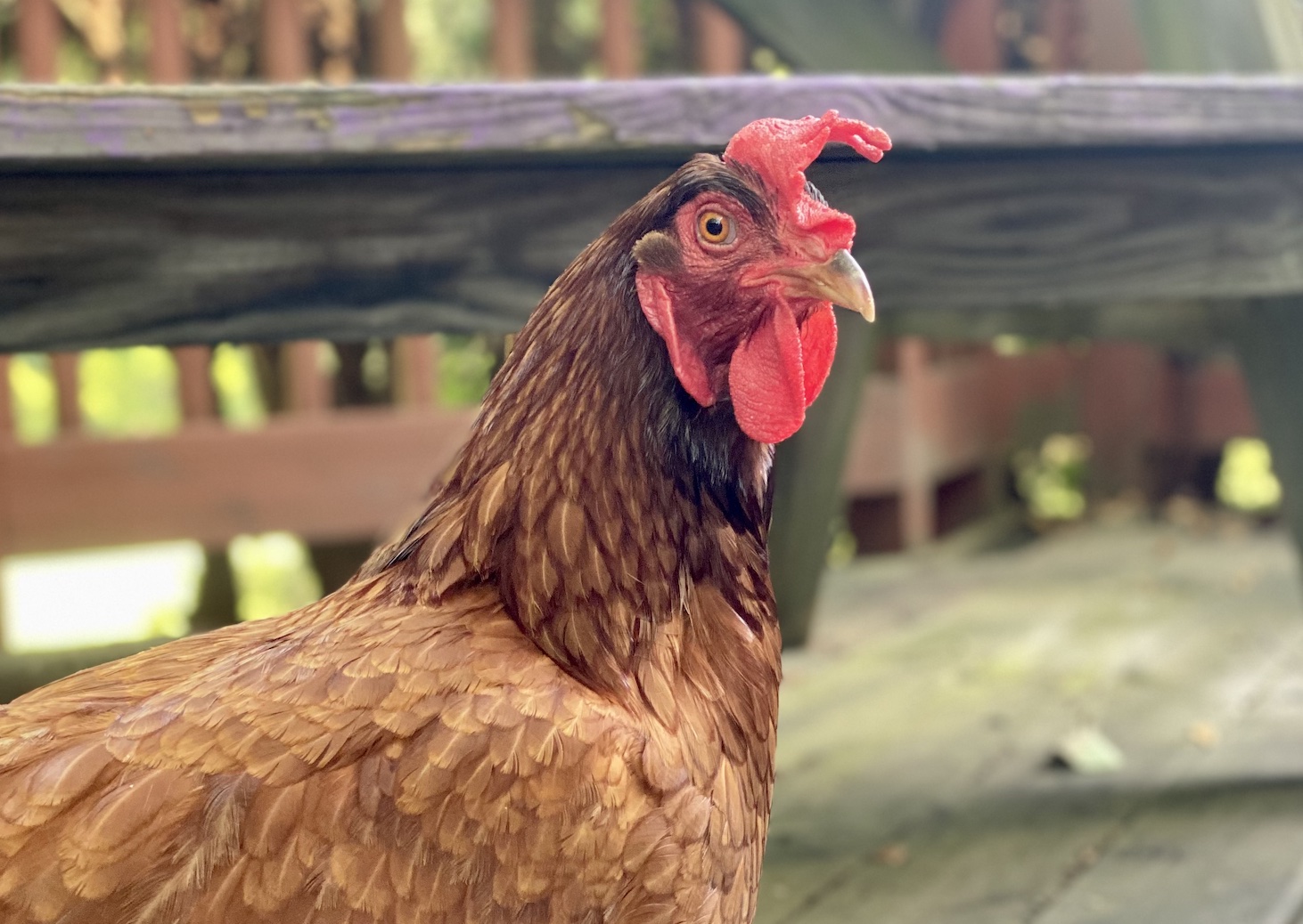 Coffee With the Chicken Ladies Breed Spotlight: Rhode Island Reds