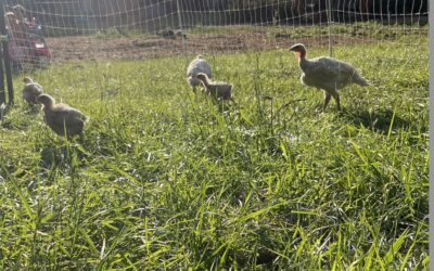 Raising Backyard Meat Birds