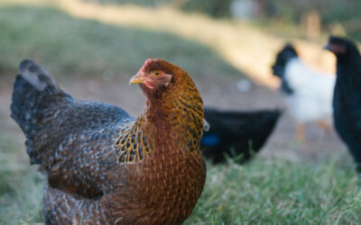 When and Why Would You Need to Replace Your Poultry Flock