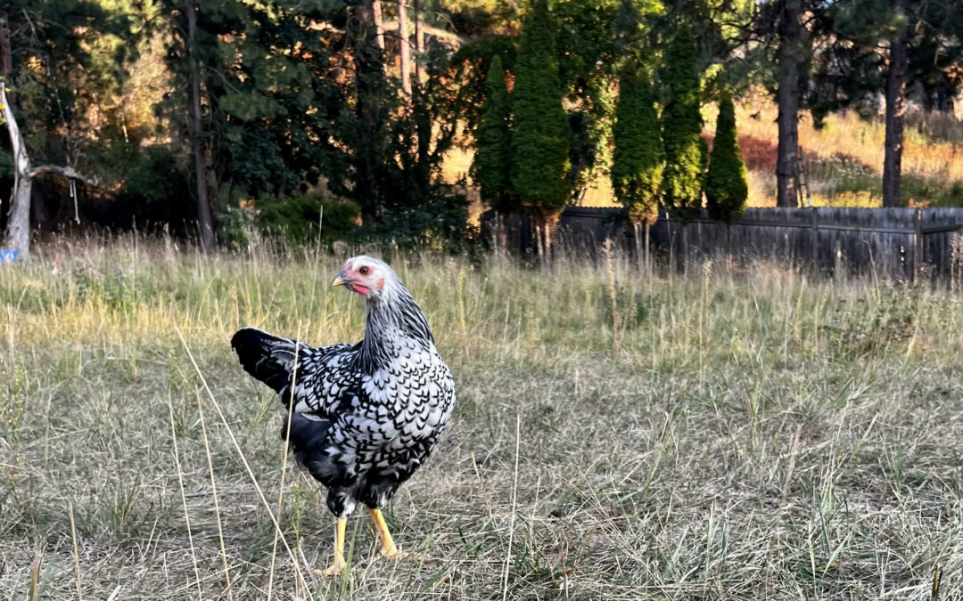 Why Do Chickens Need a Dust Bath? We Ask Gail Damerow