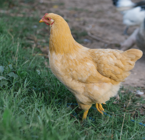 2025 APA Certified Breeds - Murray McMurray Hatchery Blog