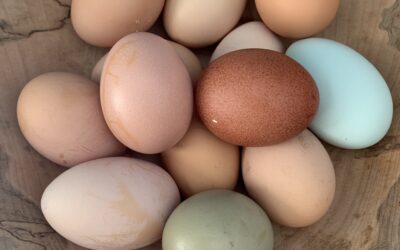 Gail Damerow Discusses Eggshell Imperfections and Anomalies