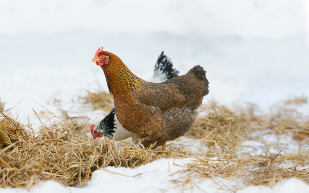 McMurray Hatchery Blog | Are Autosex and Sex Link Chicken Breeds the Same?