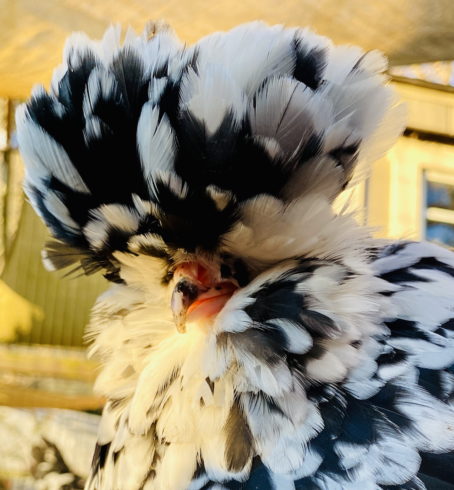 McMurray Hatchery | Blue and Splash Heritage Cochin Chickens