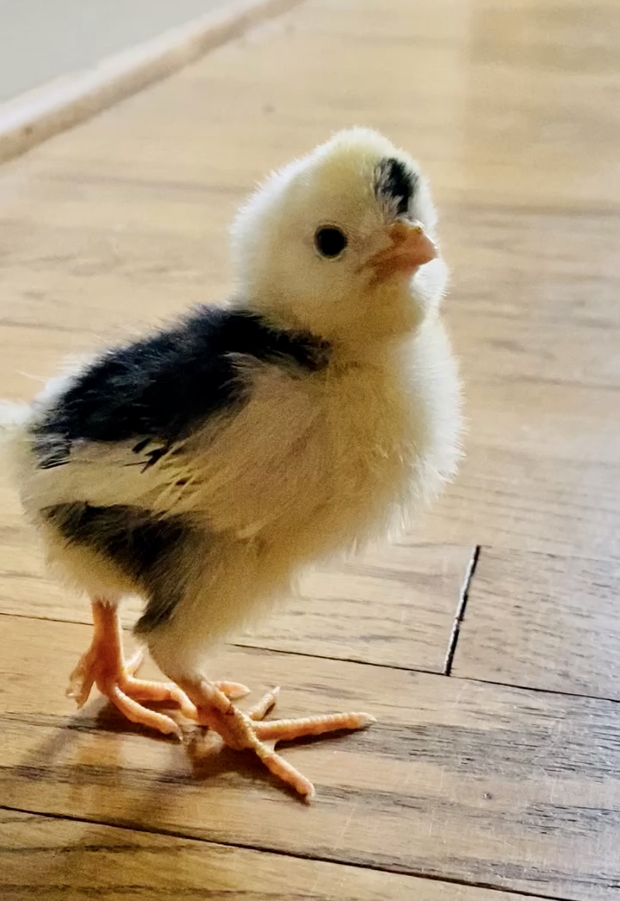 McMurray Hatchery | Blog | Heritage Chickens | Silver Laced Cochins