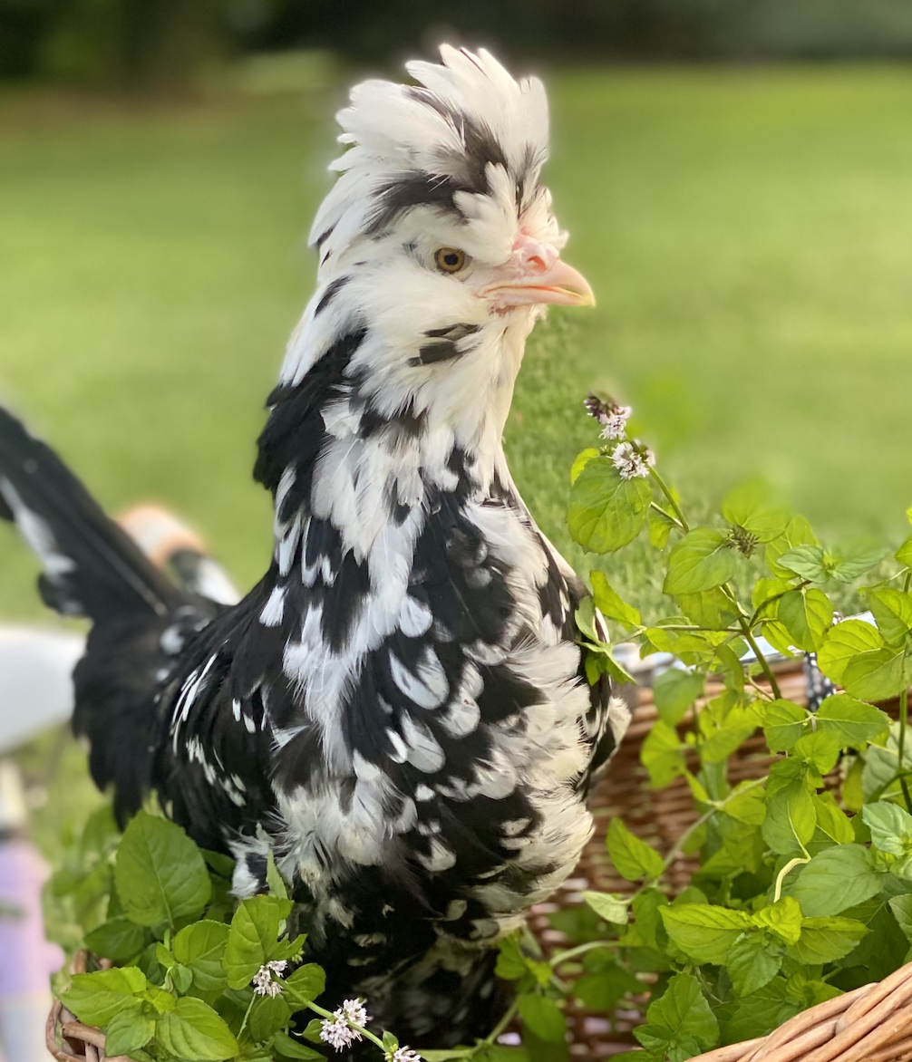 McMurray Hatchery | Blog | Heritage Chickens | Blue Cochin Baby Chicks