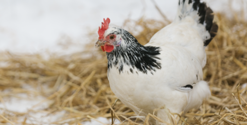 McMurray Hatchery Blog | APA Certified Breeds | Lakenvelder