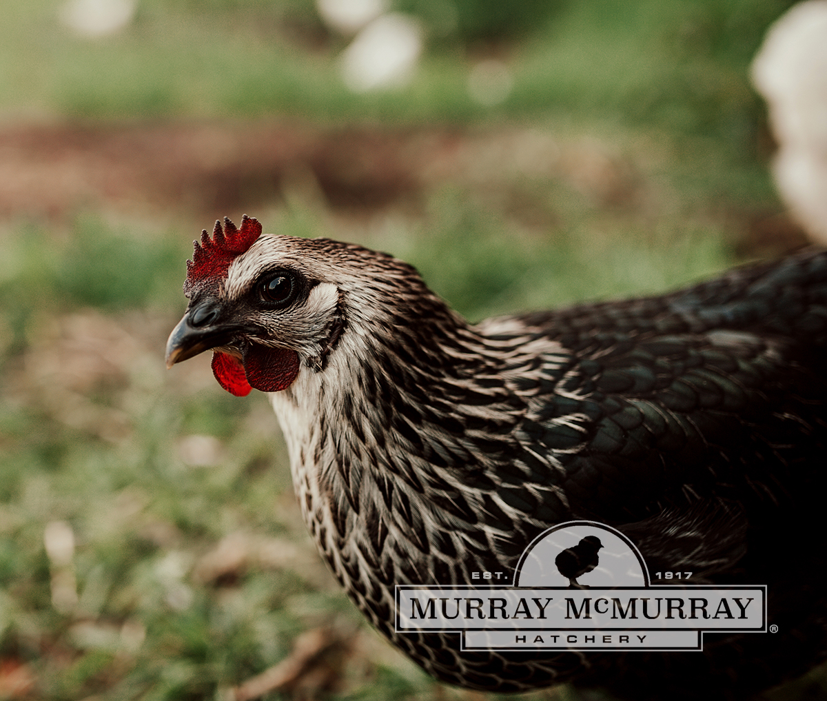 McMurray Hatchery Blog | Black Star Sex Link Chicken 