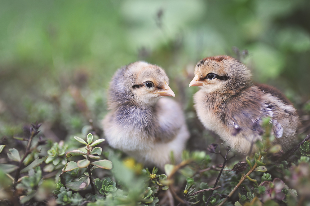 McMurray Hatchery Blog | Autosexing Chicken Breeds | Crested Cream Legbar