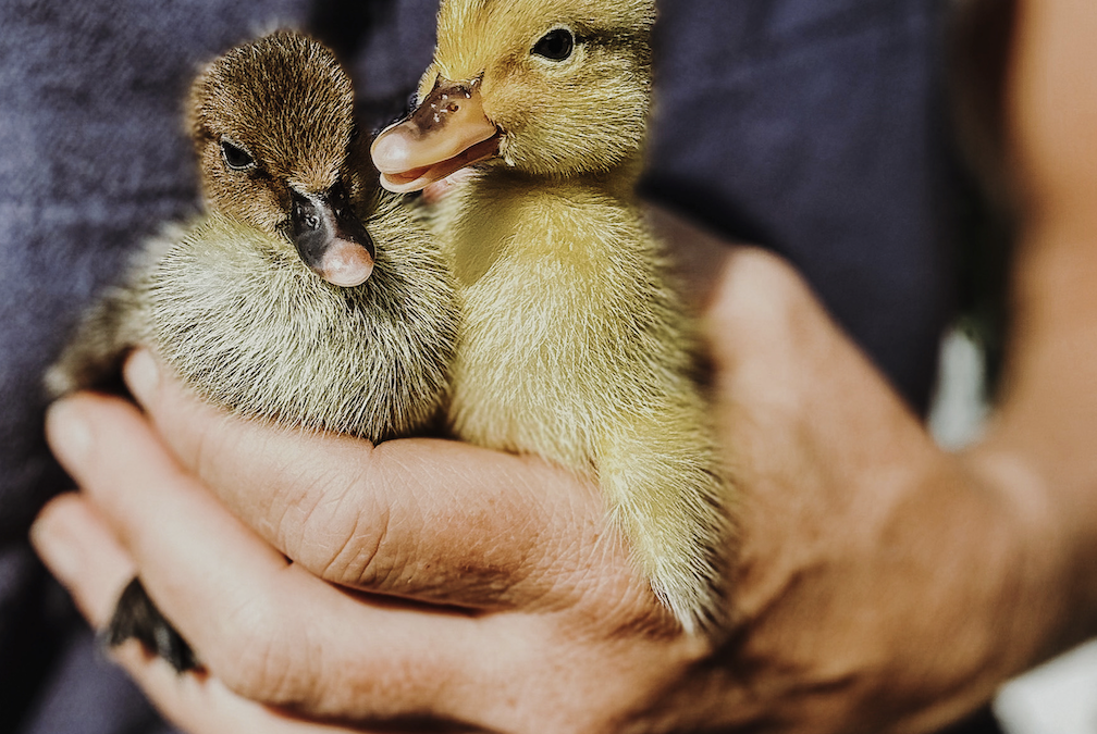 Five Reasons I Love Keeping Ducks