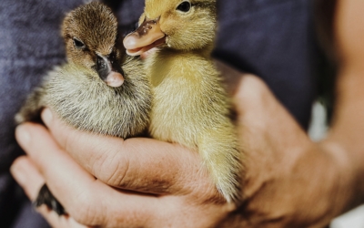 Five Reasons I Love Keeping Ducks