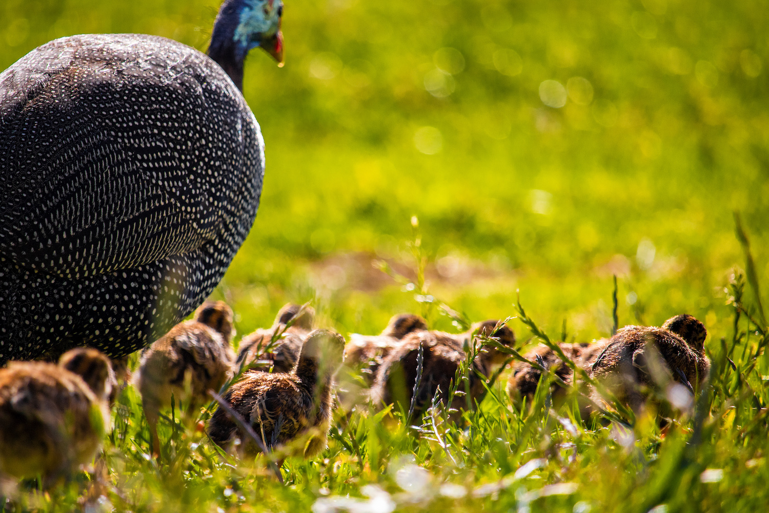McMurray Hatchery | Blog | Salmon Faverolles Rooster